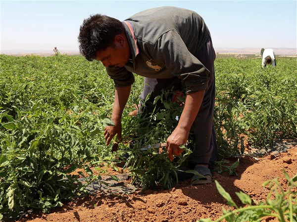 Farm labor investigated as Trump targets foreign worker visa programs