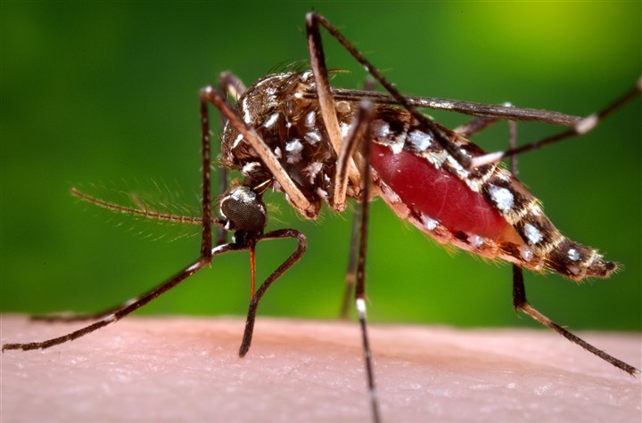 MED-Zika Mosquito-5 Things-4 A female Aedes aegypti mosquito in the process of acquiring a blood meal from a human host.