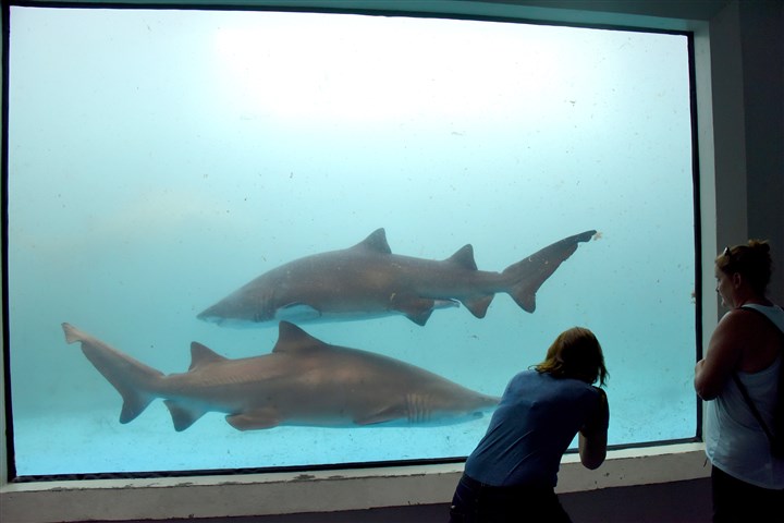 Zoo’s five sand tiger sharks heading to Florida facility for breeding, tank will become home to elephant seal