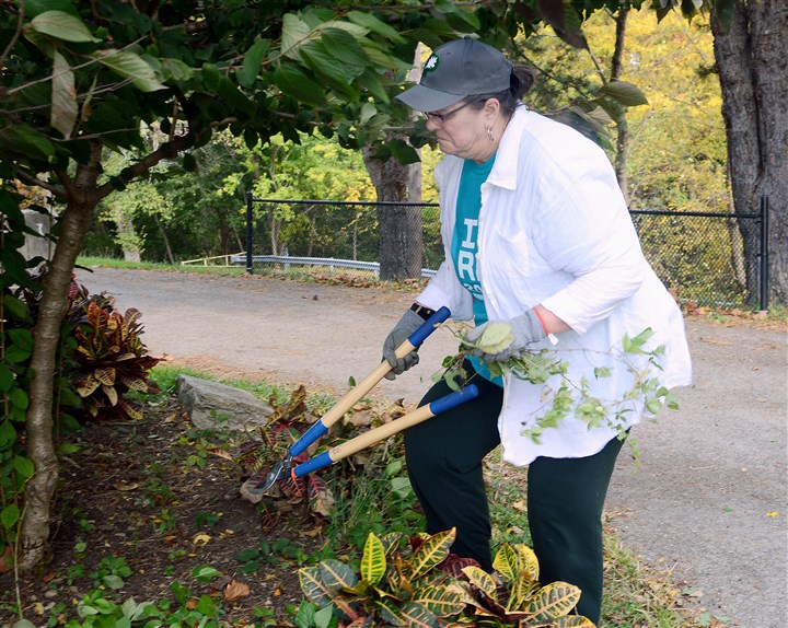 Invasive ash borer decimating trees locally and in state