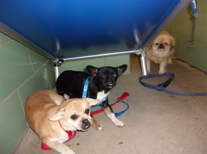 More than 180 animals discovered at Brookline home during eviction