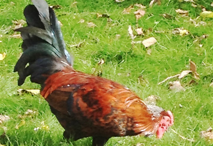 Wiley Avenue property owner gets more time to trap evasive rooster