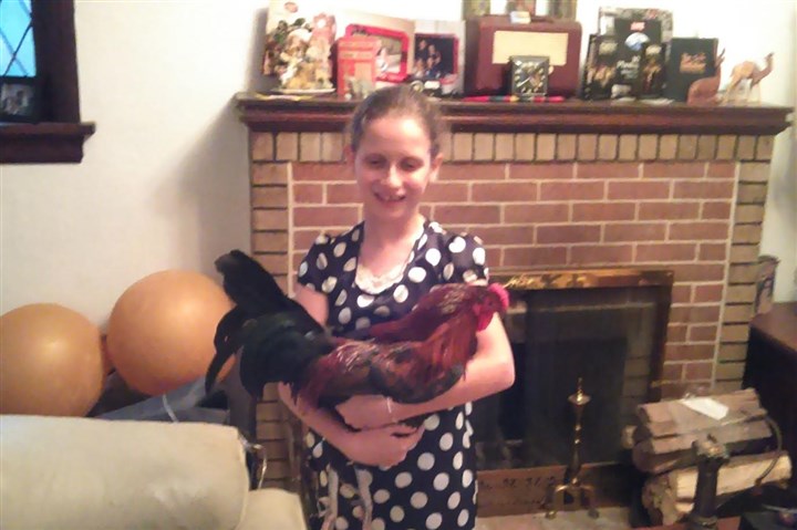 Diana Nelson Jones' Walkabout: Rudy, the Wylie Avenue rooster, is doing great with family in St. Louis