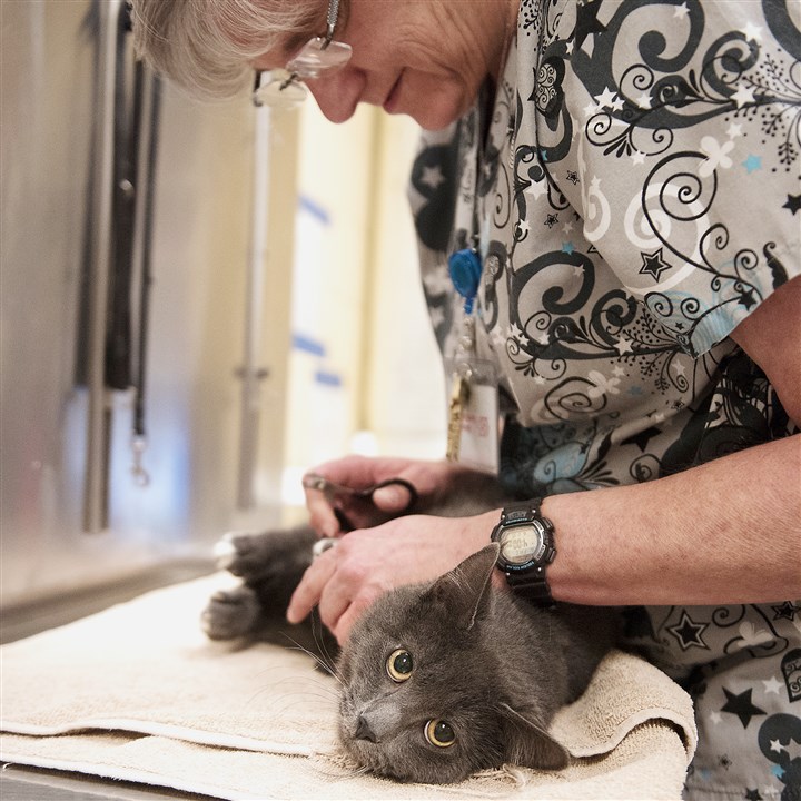 Cats get rescue break from Animal Friends on New Years Eve