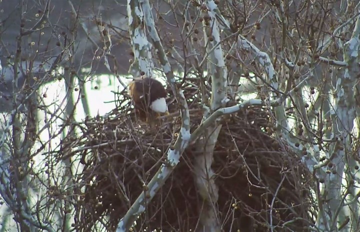 Eagle webcams get an upgrade in Pittsburgh area