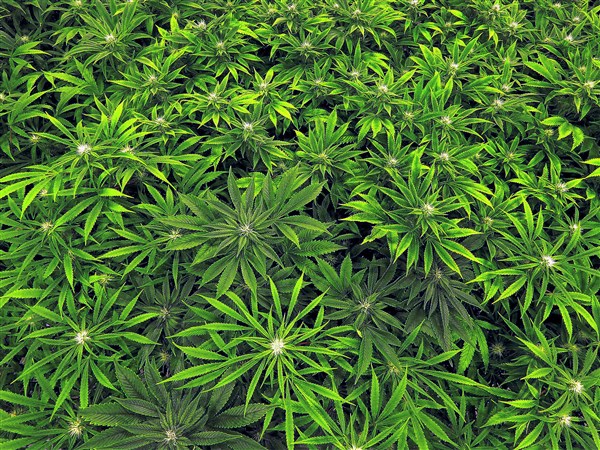 Medical marijuana grower-processor permit recipients to be named Tuesday