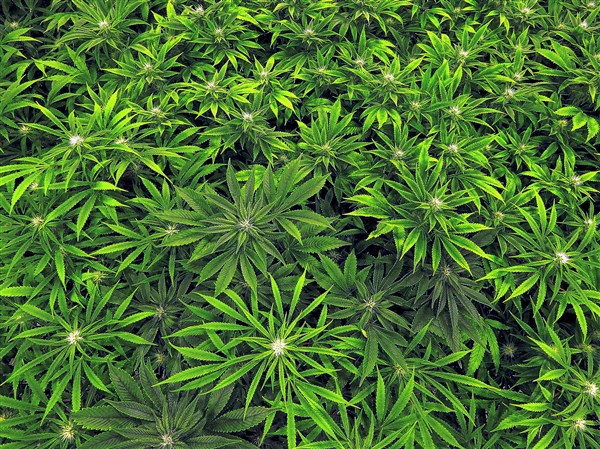 Medical marijuana dispensaries looking for place in Squirrel Hill, Strip District