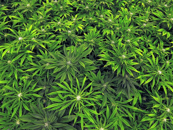 State names medical marijuana dispensary permit recipients