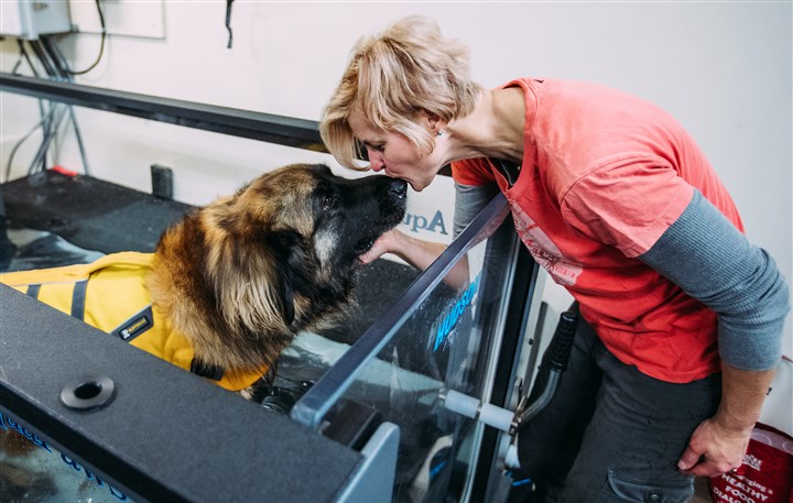 Dog undergoes rare spinal-cord surgery as UPMC neurosurgeon, radiologists give assistance