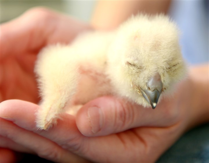Owlet hatches at National Aviary — and another on the way