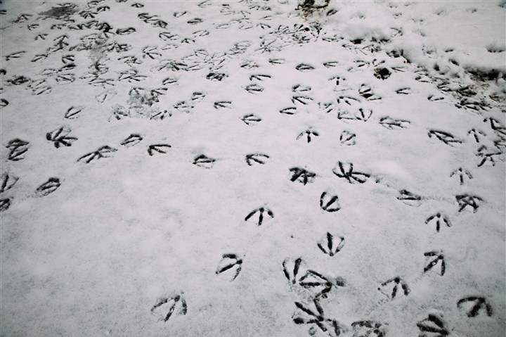 Snow expected to taper off in Pittsburgh by this evening