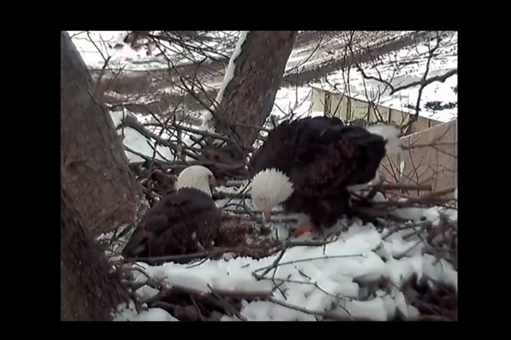 First egg of the year for Hays eagles