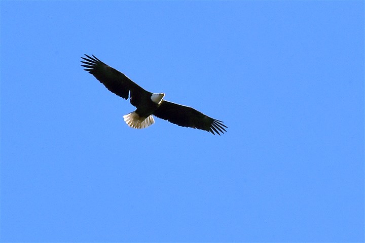 Hays bald eagles likely building a new nest