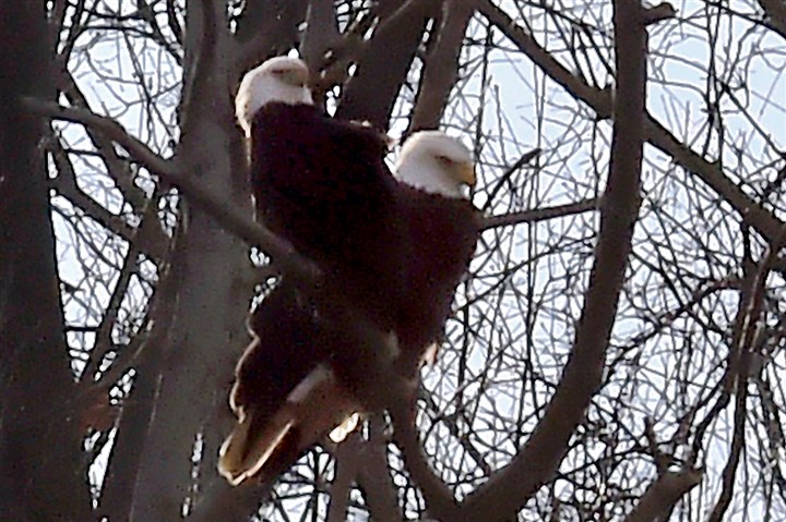 Observers: Hays bald eagles may have egg in new nest