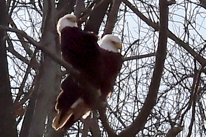 All eyes are on Hays eaglet's pending arrival