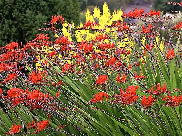 Frost, freeze advisories in effect through Tuesday morning