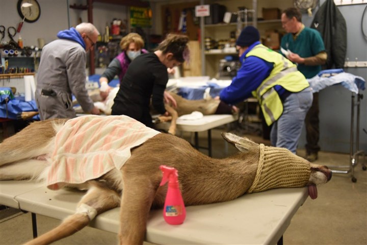 Mt. Lebanon, Michigan community have different approaches to deer population problem