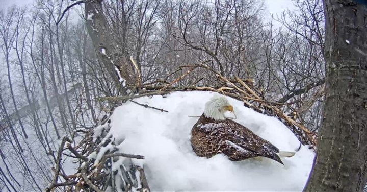 Nesting bald eagles weather winter storm