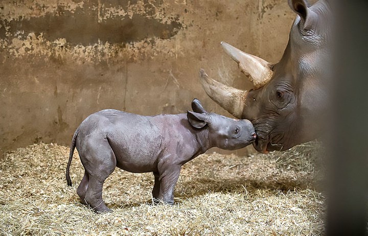 Black rhino gives birth at Pittsburgh Zoo