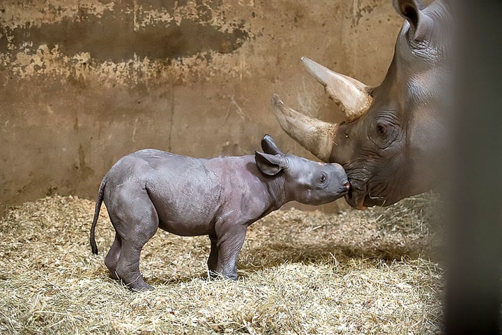 Rare black rhino born at Pittsburgh Zoo