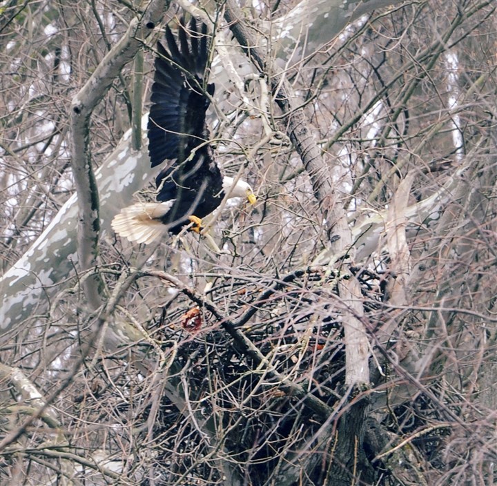 The eaglet has landed in Hays