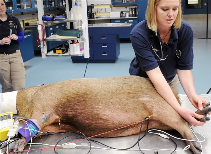 World's largest rodent is new addition to Pittsburgh Zoo family