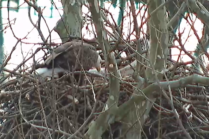 Audubon Society reports 2 eaglets at Harmar bald eagle nest