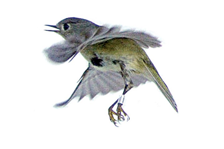 Songbirds breeding earlier as climate changes, Pittsburgh study shows