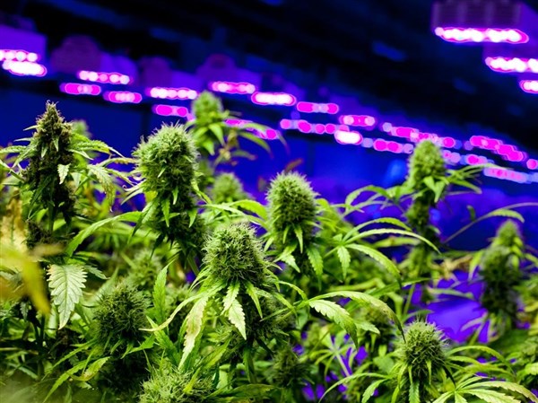 Ross approves restrictions on medical marijuana businesses