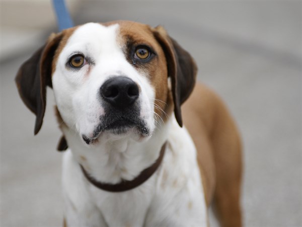 ABC’s “Downward Dog” surprisingly proves not all talking animal shows are silly fluff.