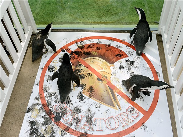 National Aviary penguins stomp over Senators logo