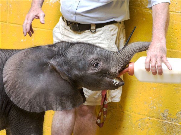 Pittsburgh Zoo welcomes premie baby elephant born last week
