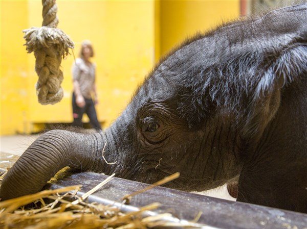 Pittsburgh Zoo introduces premie baby elephant born last week