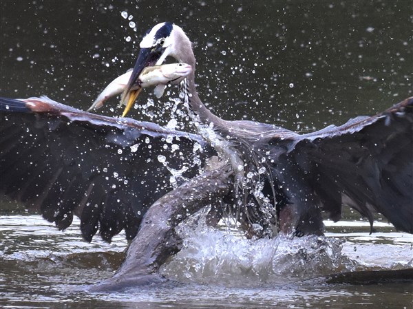 Getting drenched for a great big breakfast