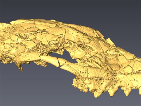 Carnegie Museum of Natural History wins federal grant to study the rise of mammals