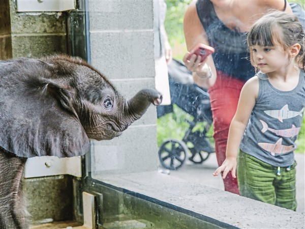 Baby elephant charms viewers in her public zoo debut
