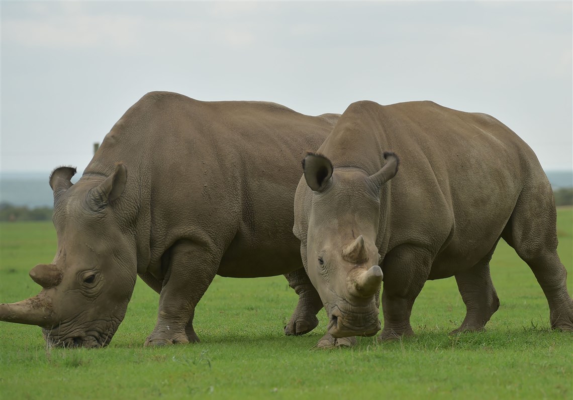 FILES-KENYA-ENVIRONMENT-ANIMAL-RHINO-GENETICS-ENDANGERED-SPECIES-1.jpg