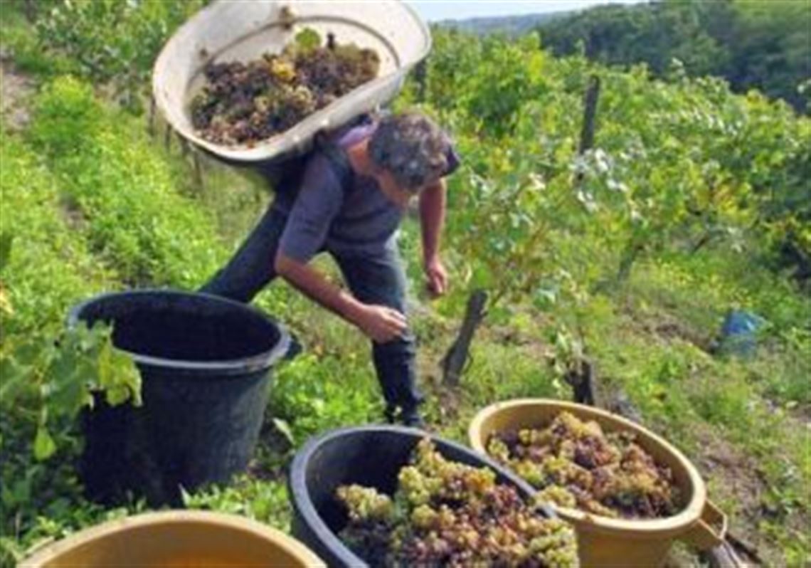 Say Loire From The Garden Of France Wines Of Value And