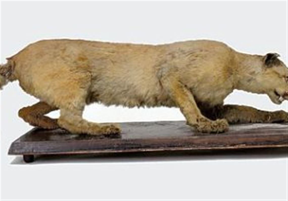 eastern puma research network