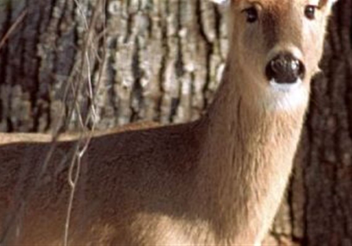 Deer Hair Identification Chart