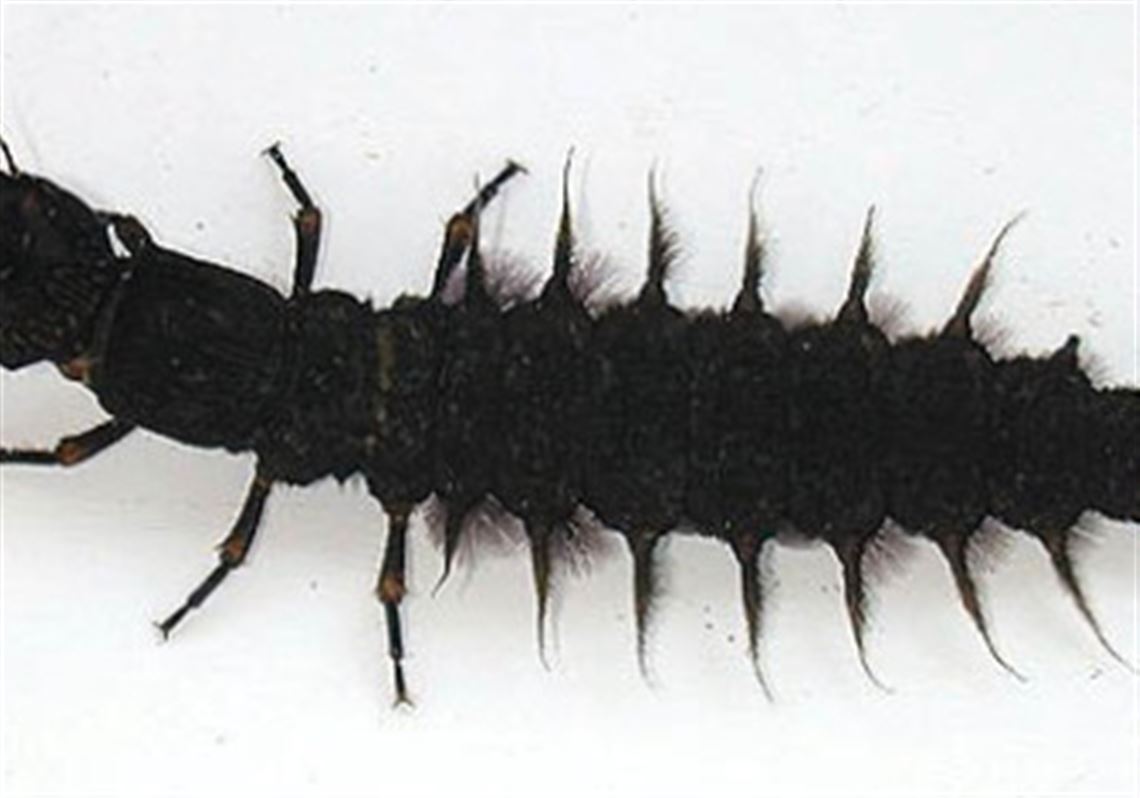 Live hellgrammites for sale near me Clearance