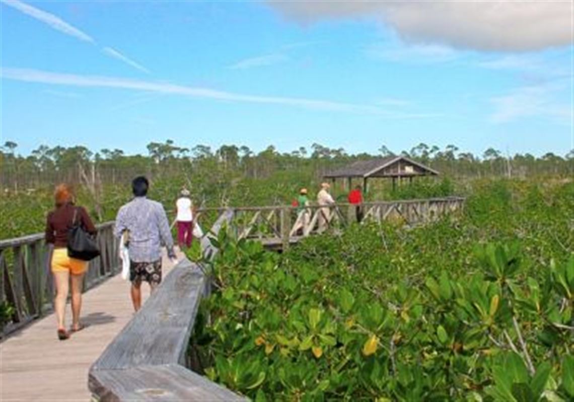 Mangrove-swamp-boardwalk