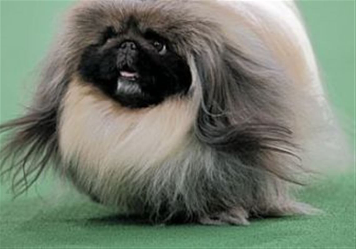 images of a pekingese