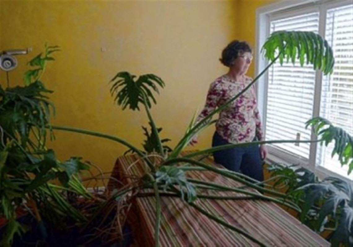 Pittsburgh Woman Kept Her Philodendron Growing For More Than 40 Years Pittsburgh Post Gazette