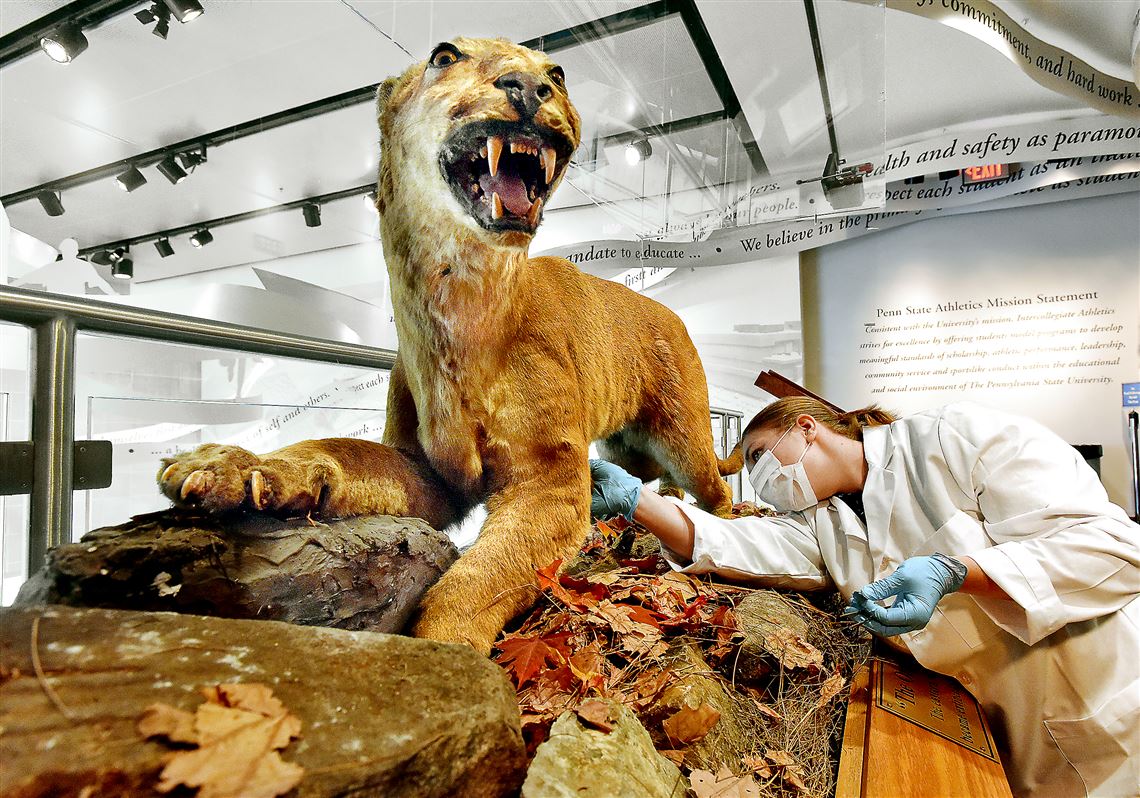 Maya Evanitsky searches for the best place to remove a skin sample from the "Original Nittany Lion," the 150-year-old specimen that resides at Penn State's All-Sports Museum.