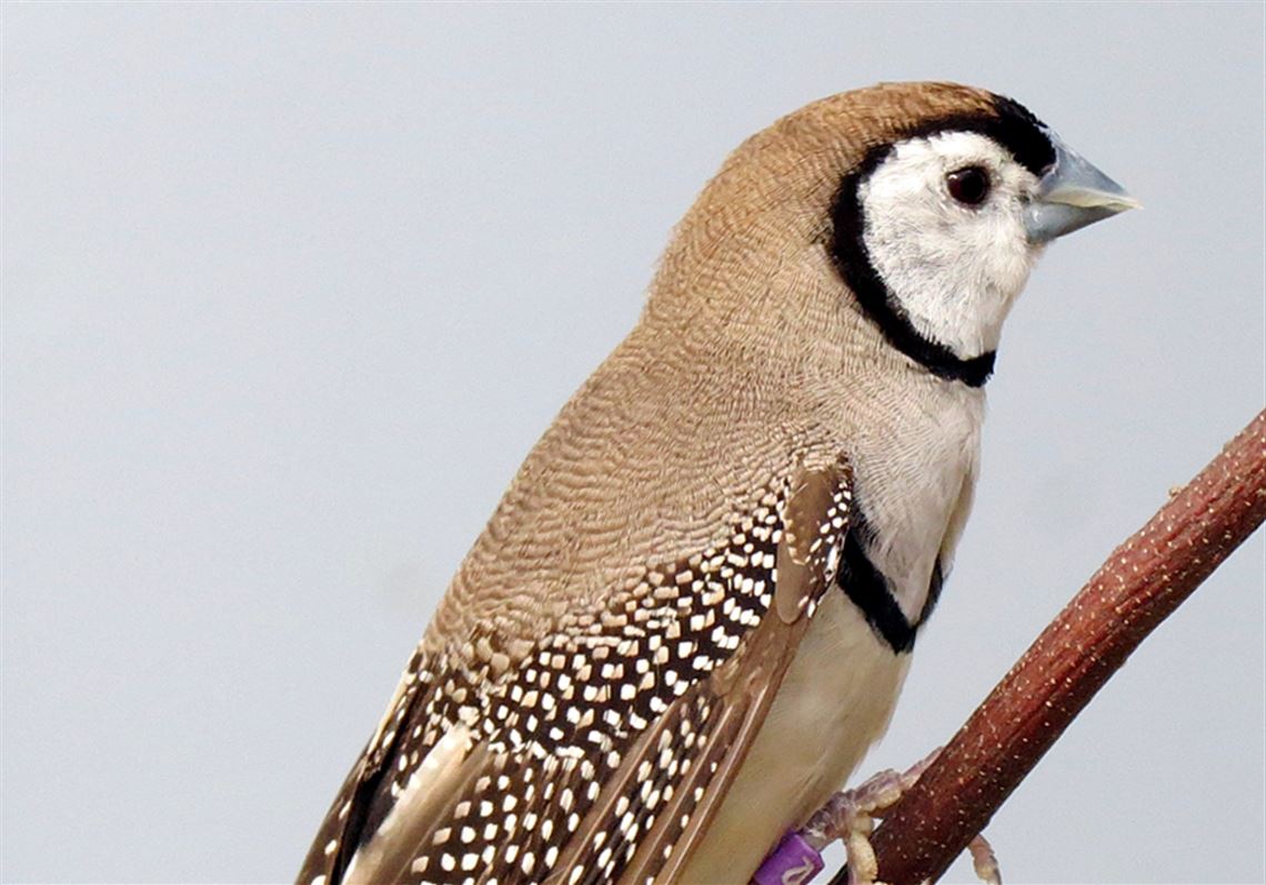 Owl Finches Bird