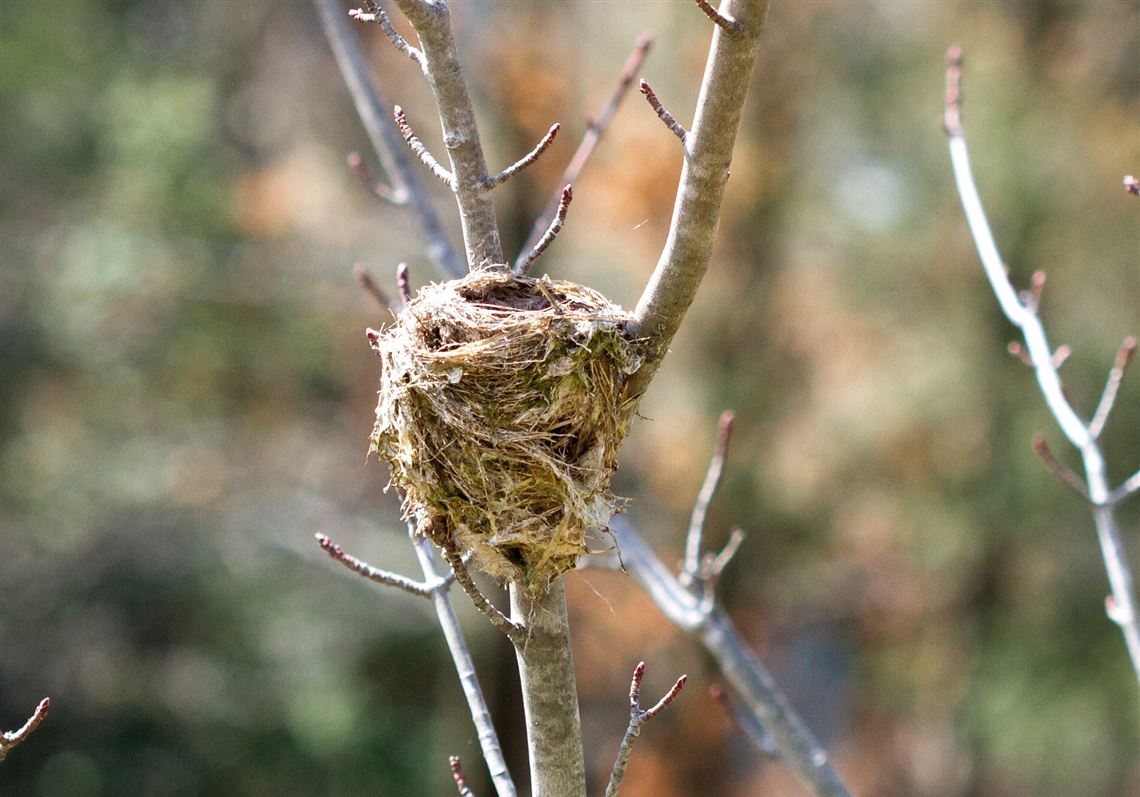 Let's talk about birds: Birds' nests | Pittsburgh Post-Gazette