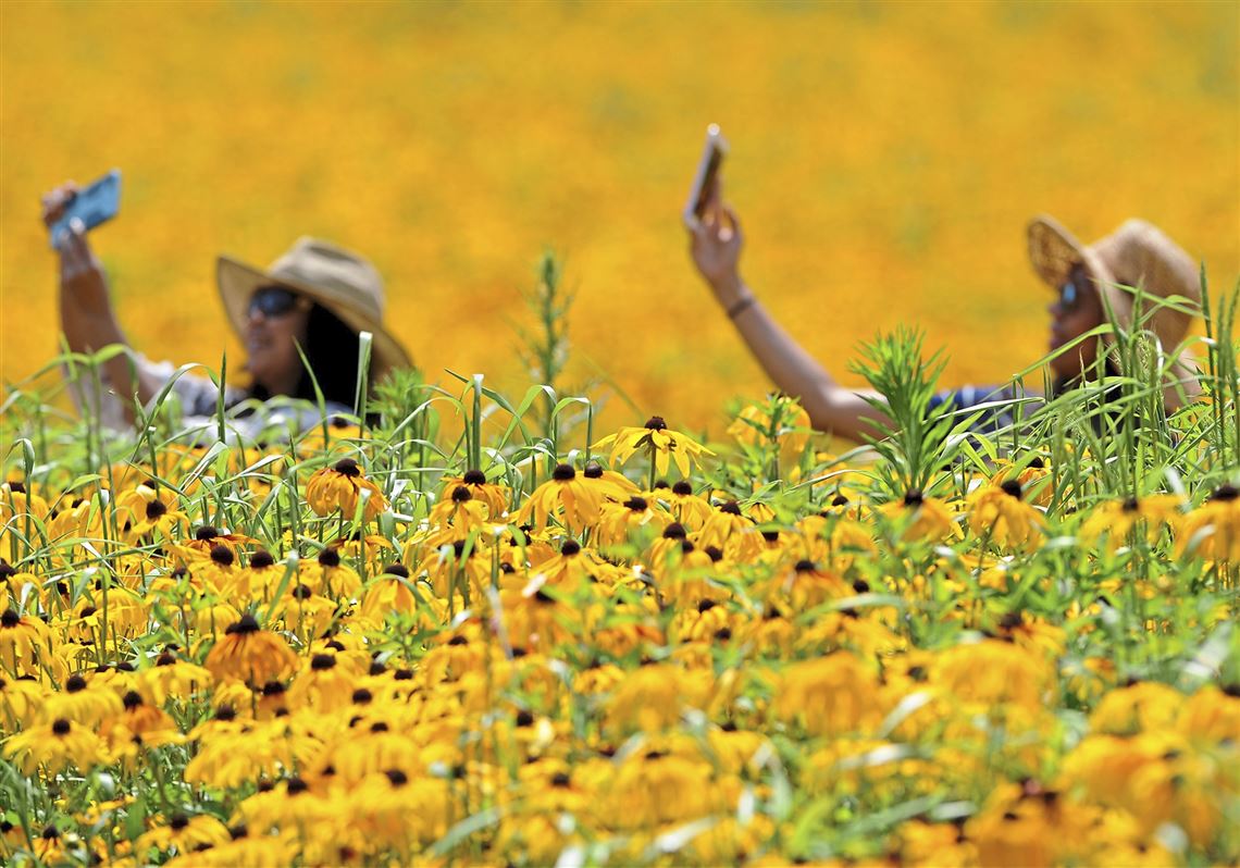 Walkabout: Boyce Park's Indian Meadow wows with flowers, color