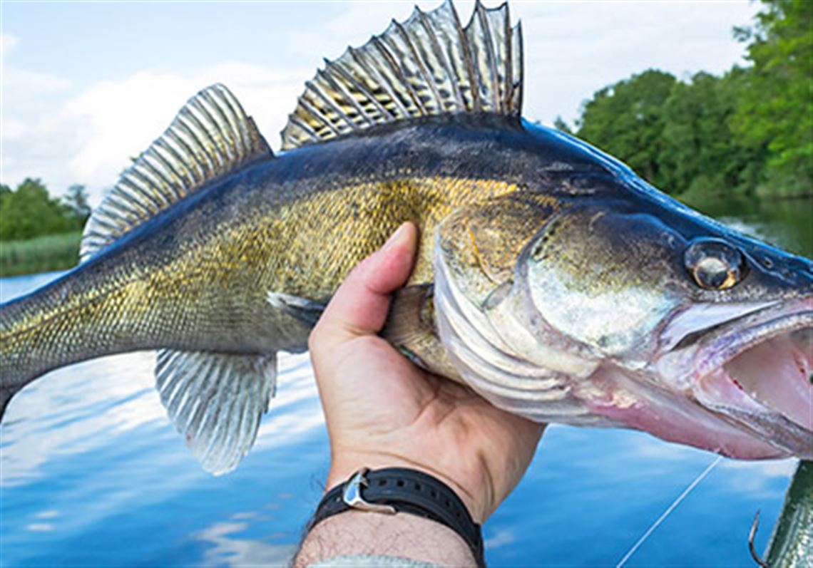 Fishing report 10.19.18: Walleye fishing was hot in cooling