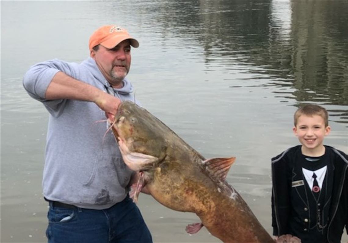 50-pound flathead catfish caught on Susquehanna River sets Pa. record |  Pittsburgh Post-Gazette, image size:1140x797